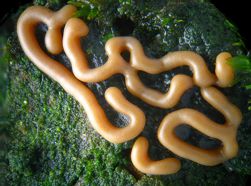 Perichaena vermicularis